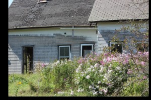 Fabulous phlox and a view of the Mattawamkeag river across the road. Fixer-upper?