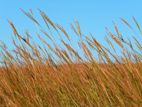 Prairiegrass