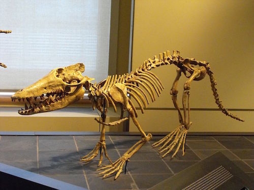 Pakicetus_Canada.jpg