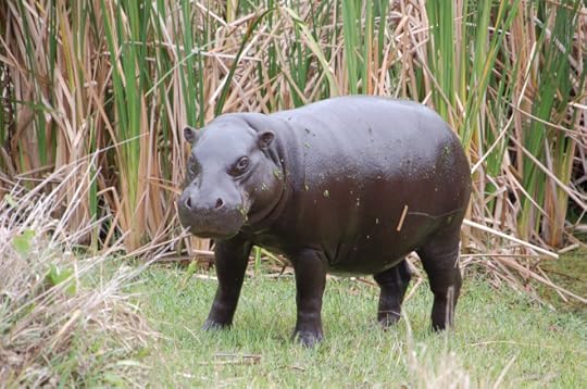 Pygmy hippo in Cote D'Ivoire
