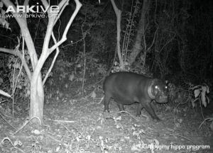 Pygmy hippo caught by camera trap (UGA pygmy hippo program/http://pygmyhippo.uga.edu)