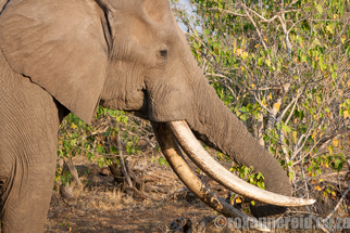 Pretoriuskop, Kruger National Park