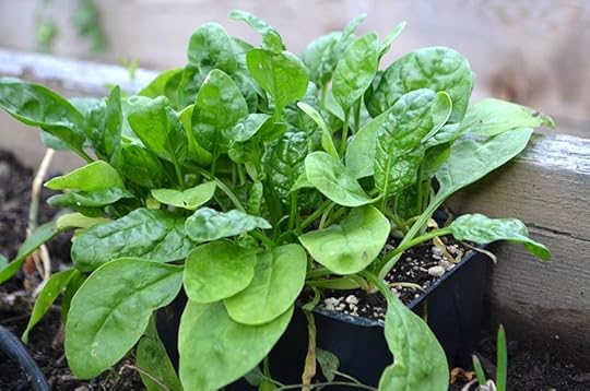 winter-planting-spinach