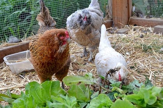 winter-planting-chickens