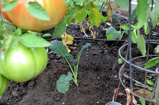 winter-planting-kale
