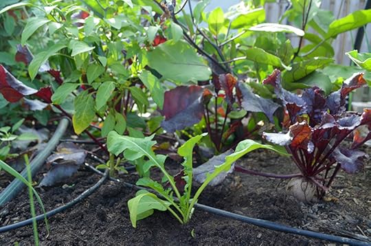 winter-planting-arugula