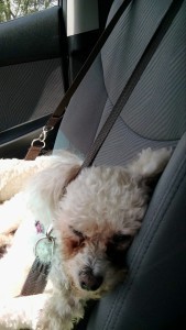 IMG_20150906_122124286