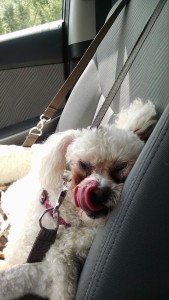 IMG_20150906_131642842