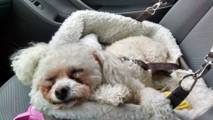 IMG_20150906_145040552_HDR