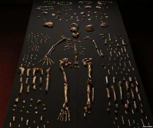 Homo Naledi Bone Table