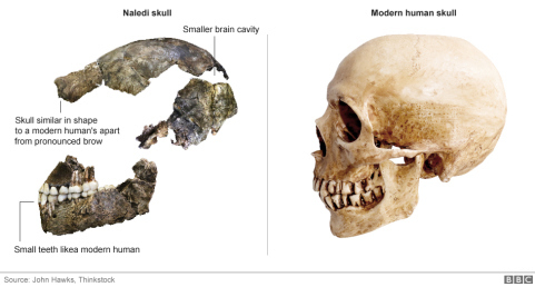 skulls_976