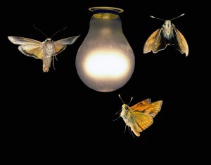 Moths Light Bulb Image