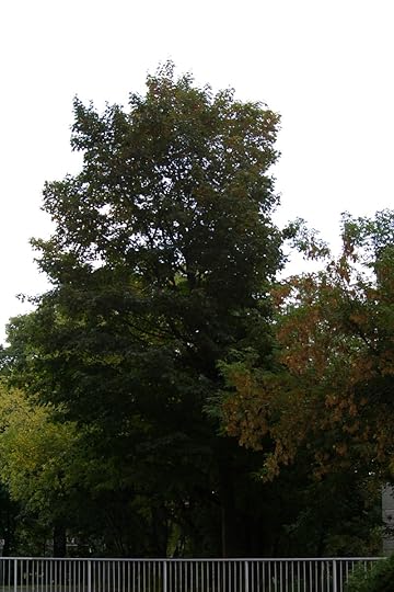 Tree Project - image 12