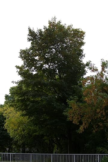 Tree Project - image 11