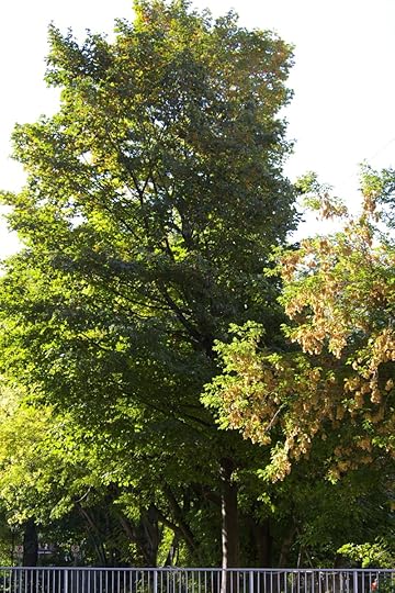 Tree Project - image 10