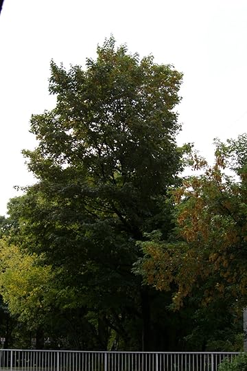 Tree Project - Image 9