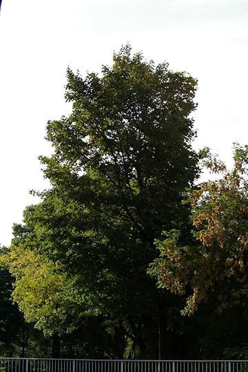 Tree Project - image 8