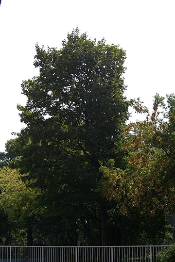 Tree Project - image 7