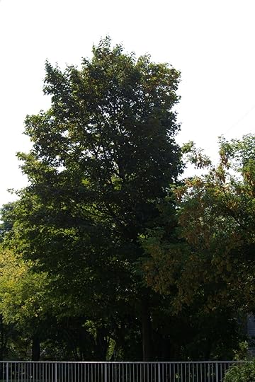 Tree Project - image 6