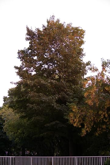 Tree Project - image 5
