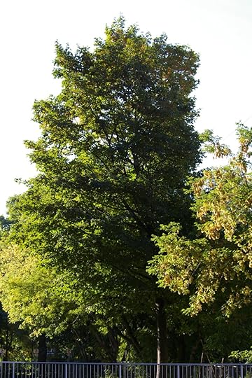 IMGP6718
