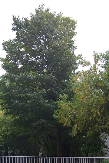 Tree Project - Image 2