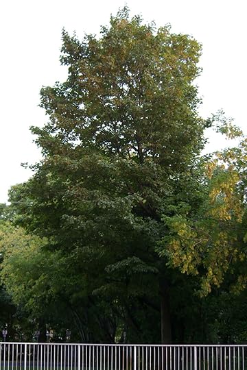 Tree Project - Image 1