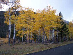 Stand of Aspen in fall in Colorado