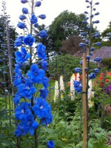 Kiltumper Delphinium