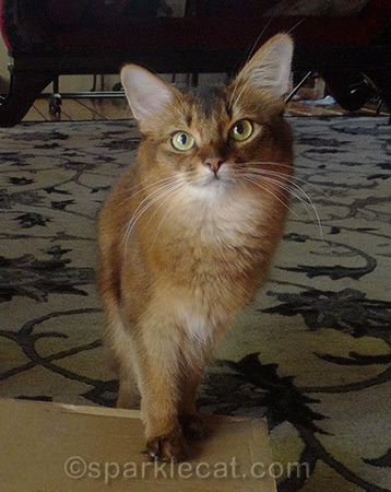 These items get my paw of approval!