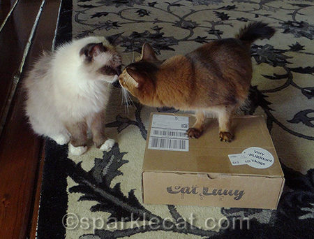 We were just chasing each other around the house a little before I began putting together today's post