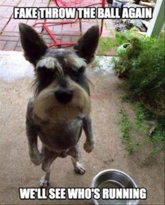 A - Angry dog