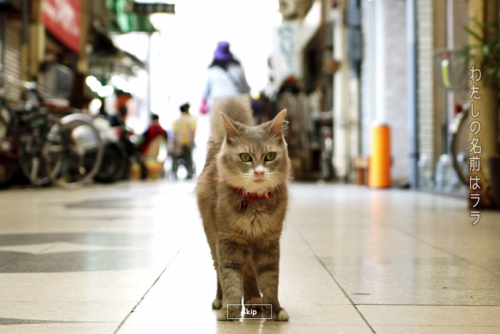 google-street-view-for-cats