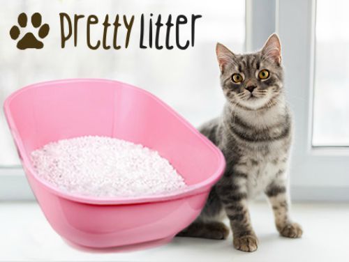 Pretty-litter-startup-u