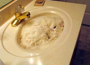 A-sink-full-of-cat-l
