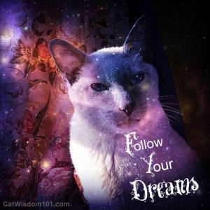 cat-merlin-follow-your-dreams