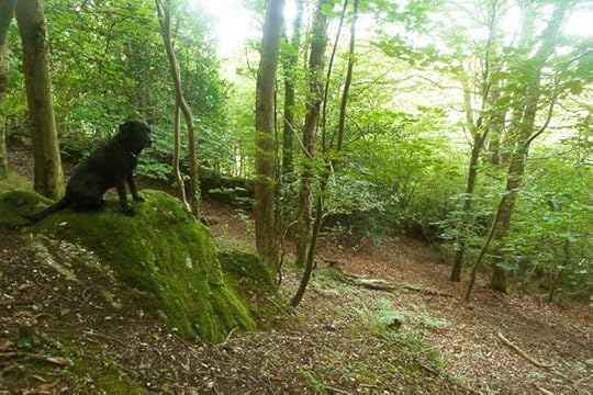 Woodland reverie