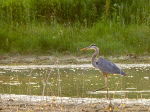 Heron on Lake Macintosh