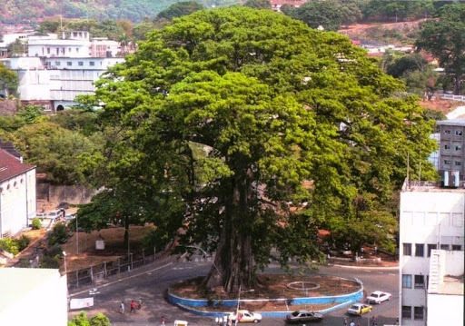 cotton-tree-freetown-2