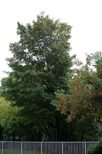 Tree Project - image 14