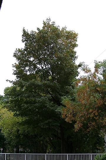 Tree Project - image 13