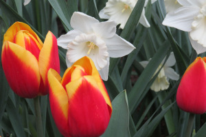 Tulips meet daffodils at RoozenGaarde.