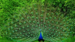 peacock in full bloom