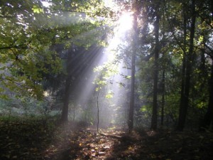 Light through forest
