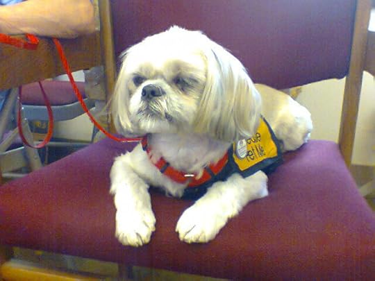 Spanky the Shih Tzu