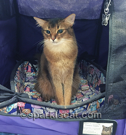 My human needs better treats if she wants me to look at the camera