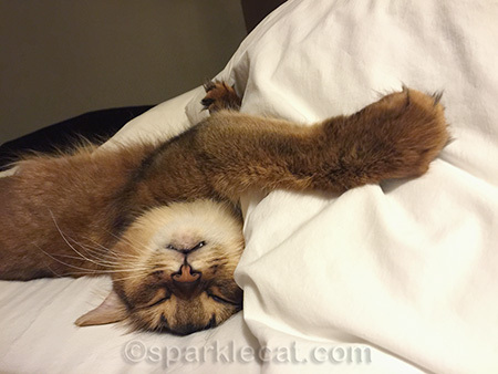 Can you see my fangs?