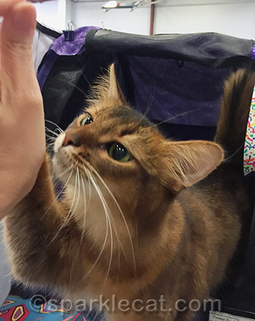 But next time, share your fish sandwich!