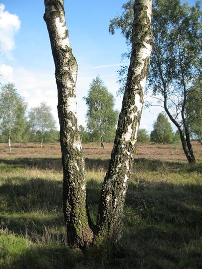 Lüneburger Heide