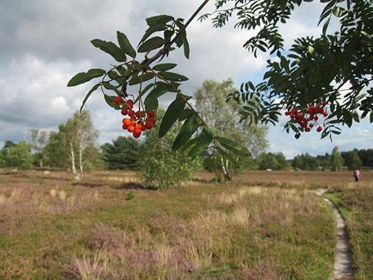 Lüneburger Heide rowan tree